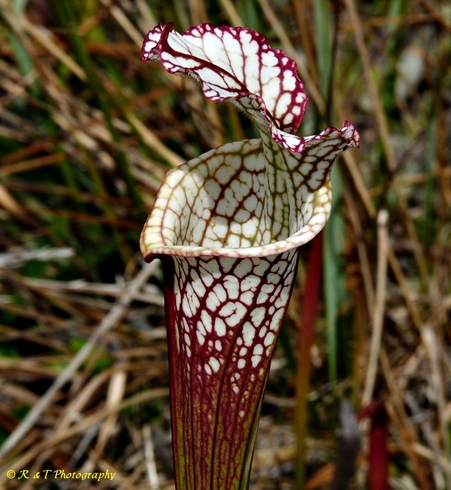 {Sarracenia leucophylla}